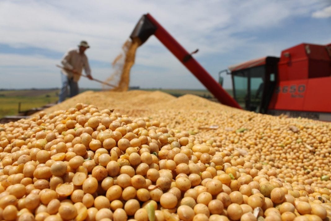 Peste Suína na China preocupa a demanda por soja no Brasil