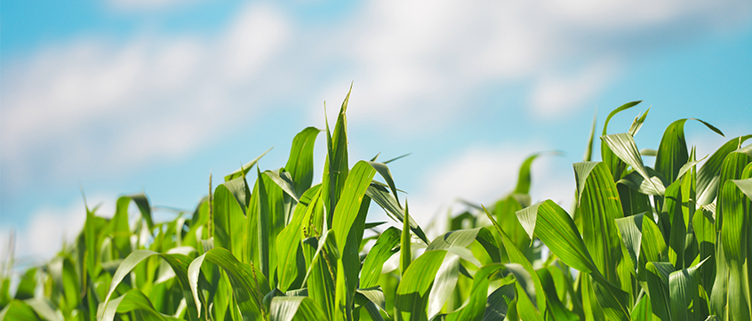 Conselho Científico Agro Sustentável