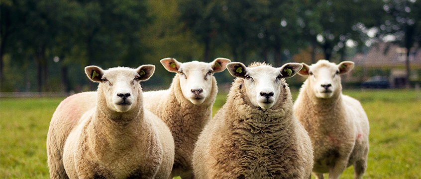 Conselho Científico Agro Sustentável