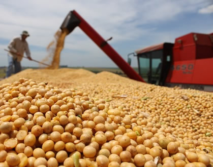 Começa colheita da super safra de grãos nos Cerrados do Piauí