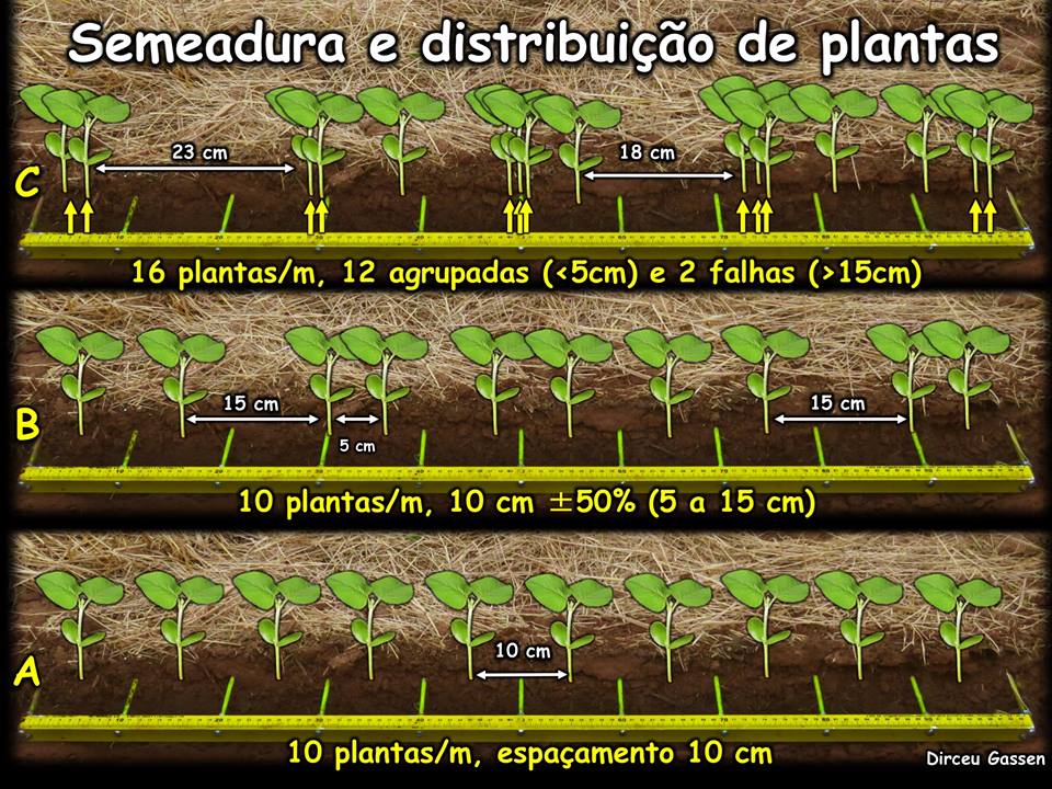 Como medir a qualidade de semeadura?