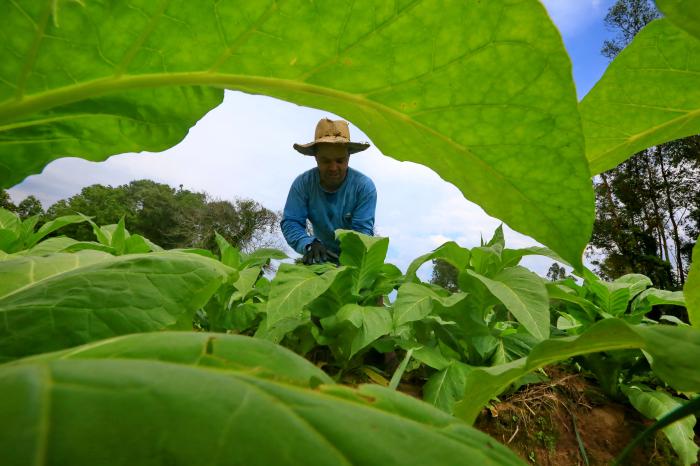 A doença da folha verde do tabaco e a proteção do trabalhador