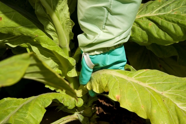 A proteção das mãos durante a colheita de tabaco
