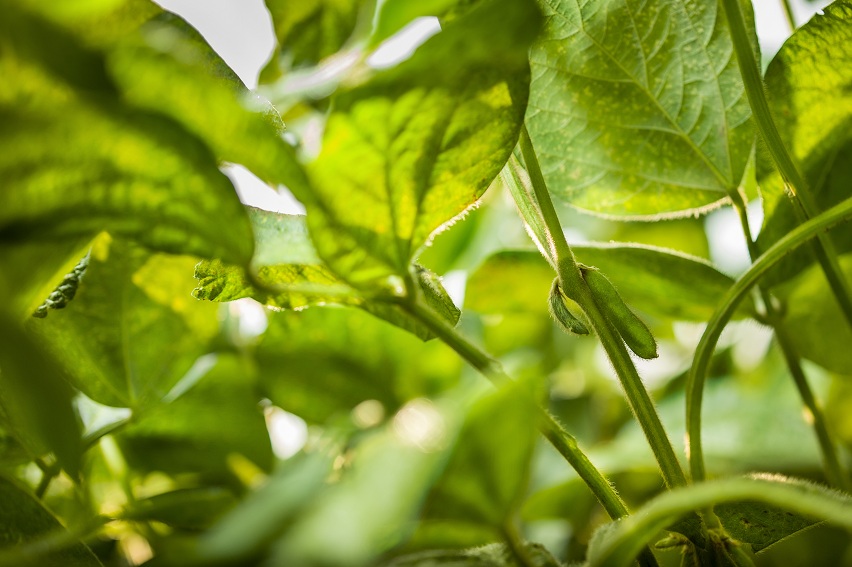 CCAS apoia Simpósio sobre Defensivos Agrícolas